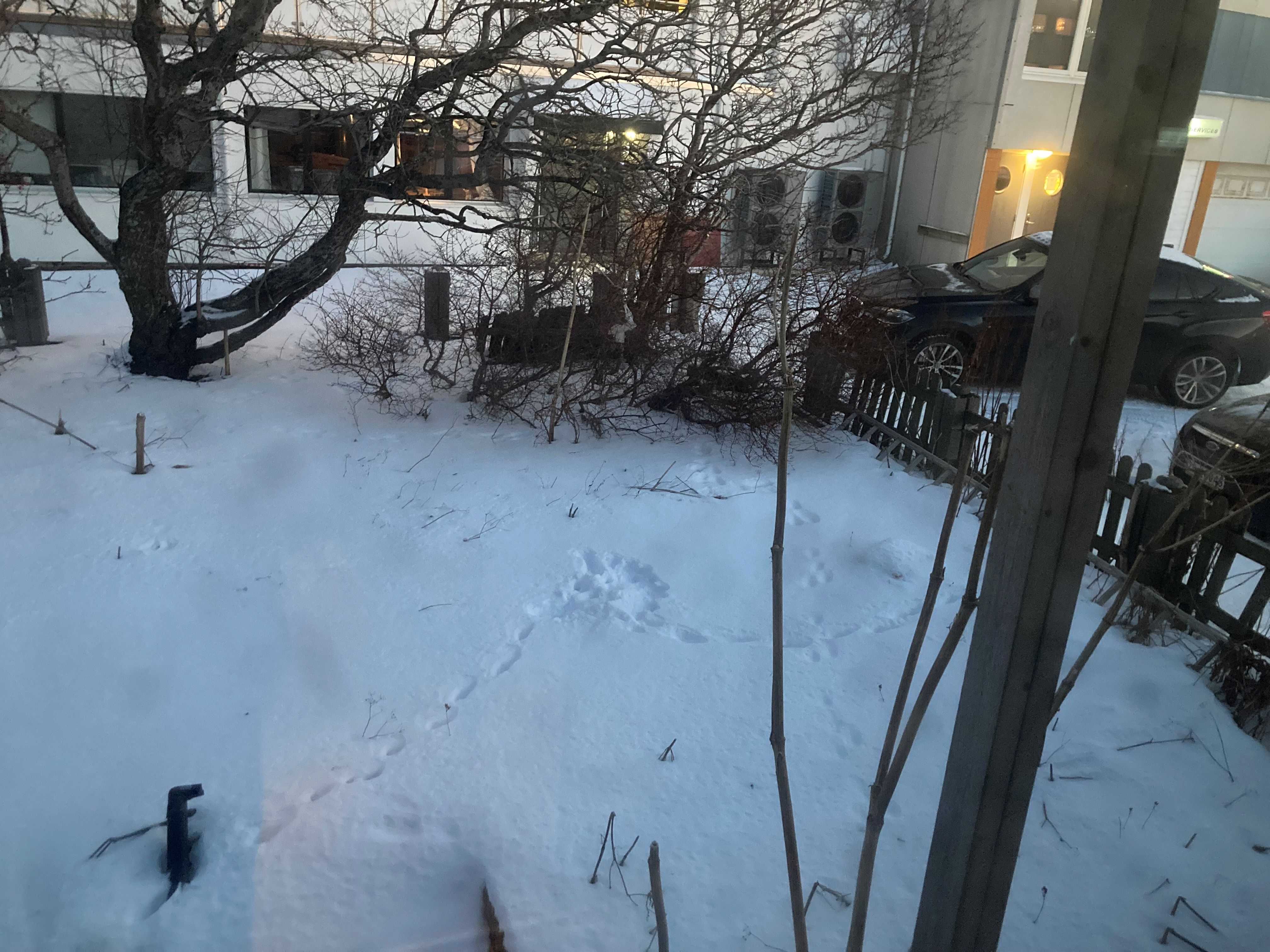 gevecht in de tuin.jpg